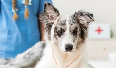 Control de pulgas y garrapatas