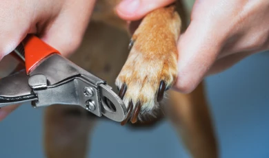 Limpieza de oídos y corte de uñas